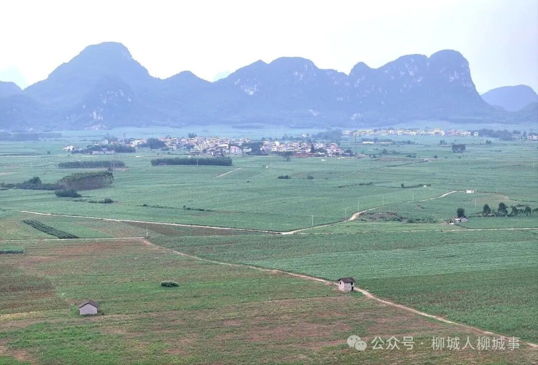 好消息！柳城甘蔗新品种“桂柳1541”通过国家登记，有望成为主推品种